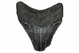 Bargain, Juvenile Megalodon Tooth - Georgia #340408-1